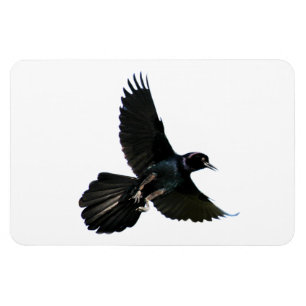 Crow Raven Premium Flexi Magnet Magneet