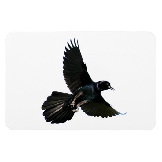 Crow Raven Premium Flexi Magnet Magneet (Horizontaal)