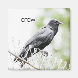 Crow Refkoelkast Magnet Magneet