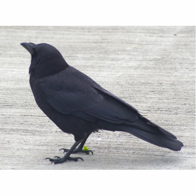 Crow Staand Fotobeeldje (Voorkant)