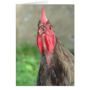 Crowing Blue Rooster