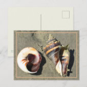 Crown Conch Seashells in Natuur Briefkaart (Voorkant / Achterkant)