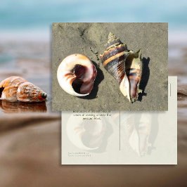 Crown Conch Seashells in Natuur Briefkaart