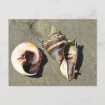 Crown Conch Seashells in Natuur Briefkaart
