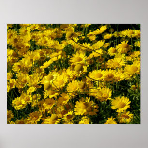 Crown Daisies/Chrysanthemum Coronarium Poster