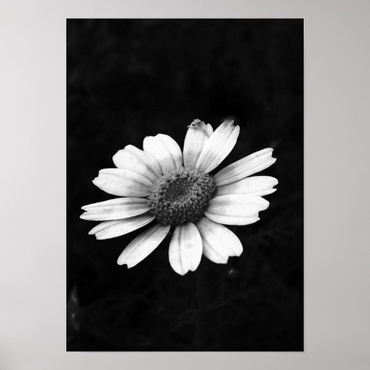 Crown Daisy Poster (Voorkant)