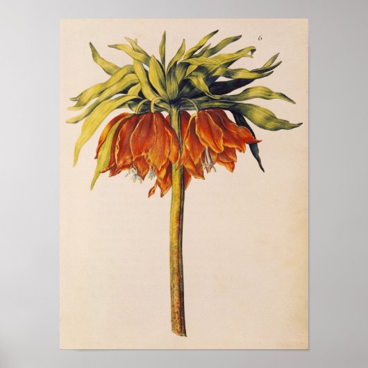 Crown Fritillary uit 'La Guirlande de Julie' Poster (Voorkant)