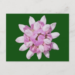 Crown Vetch #1 Briefkaart