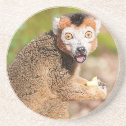 Crowned Lemur's Surprise: een openhartige expressi Zandsteen Onderzetter (Voorkant)