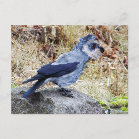 Crowschnauzer Briefkaart (Voorkant)