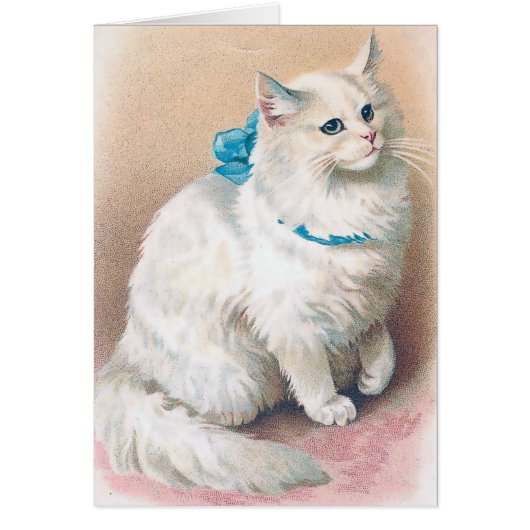 Cru - chat blanc avec l'arc bleu, (Devant)