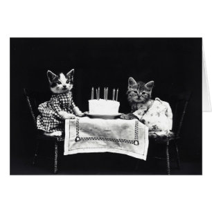 Cru - chatons de joyeux anniversaire (blanc à