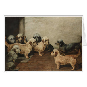 Cru - chiens de Dandie Dinmont Terrier,