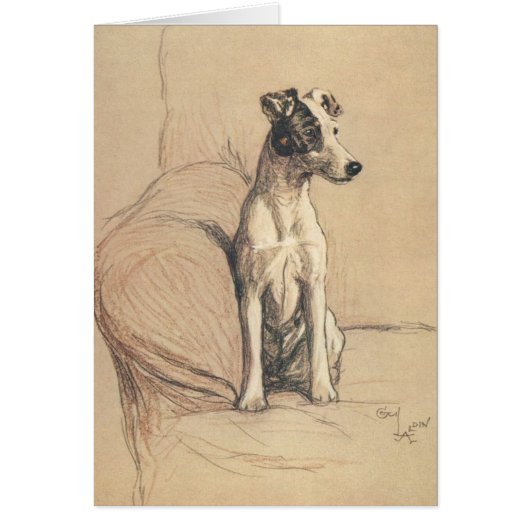 Cru - Fox Terrier doux, (Devant)