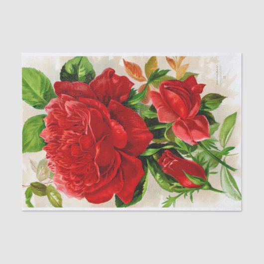 Cru géant 10" de rose rouge X 15" papier de soie (Recto)