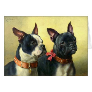Cru - portrait des chiens de Boston Terrier,