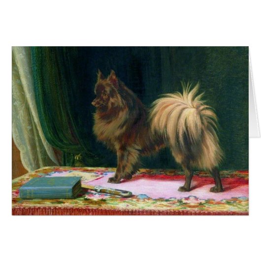Cru - portrait d'un chien de Pomeranian, (Devant horizontal)