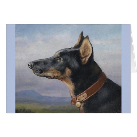 Cru - portrait d'un Pinscher de dobermann, (Devant horizontal)