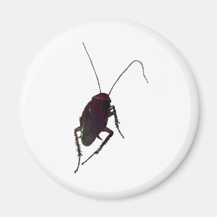 Crunchy Cockroach Magneet