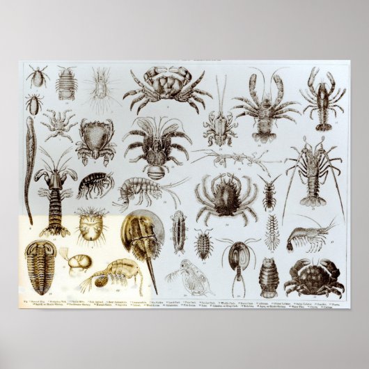 Crustacea en Arachnida Poster (Voorkant)