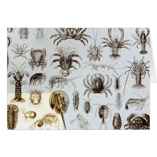 Crustacés et arachnides (Devant horizontal)