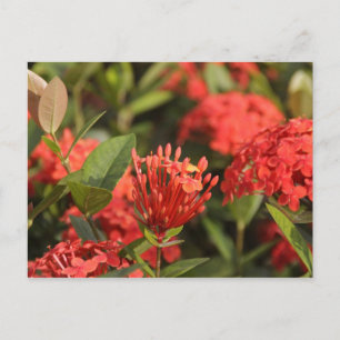 Cruz de Marta Briefkaart