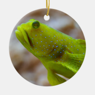 Cryptocentrus cinctus keramisch ornament