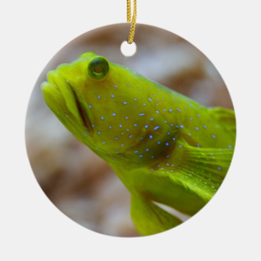 Cryptocentrus cinctus keramisch ornament (Voorkant)