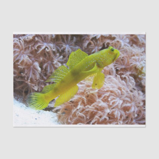 Cryptocentrus cinctus tissuepapier (Voorkant)