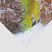 Cryptocentrus cinctus tissuepapier (Detail)