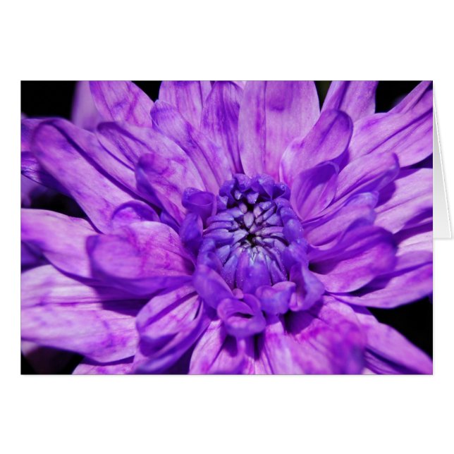 crysanthemum pourpre (Devant horizontal)