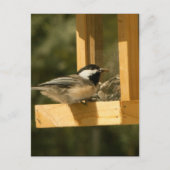 CSNA Chickadee Snacktime Briefkaart (Voorkant)