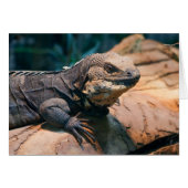 Ctenosaura melanosterna (Devant horizontal)