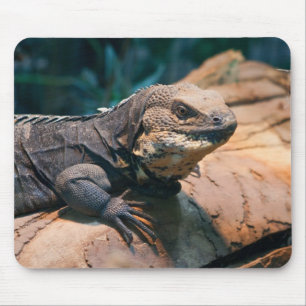 Ctenosaura melanosterna muismat