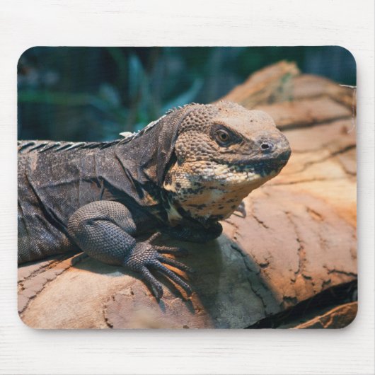 Ctenosaura melanosterna muismat (Voorkant)