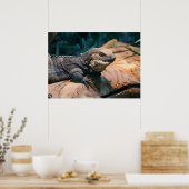 Ctenosaura melanosterna poster (Keuken)