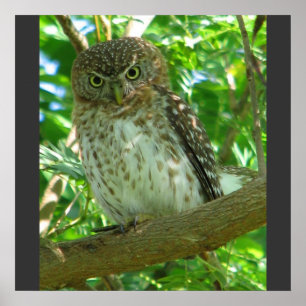 Cubaanse Dwerguil Dier Veer Boom Natuur Bestemming Poster