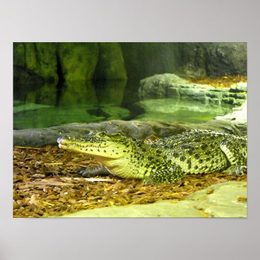 Cubaanse krokodil poster (Voorkant)