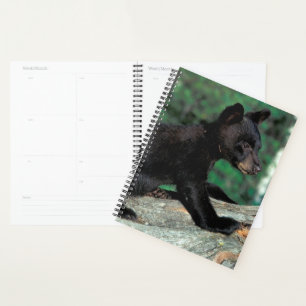Cube d'ours noir