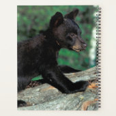 Cube d'ours noir (Dos)