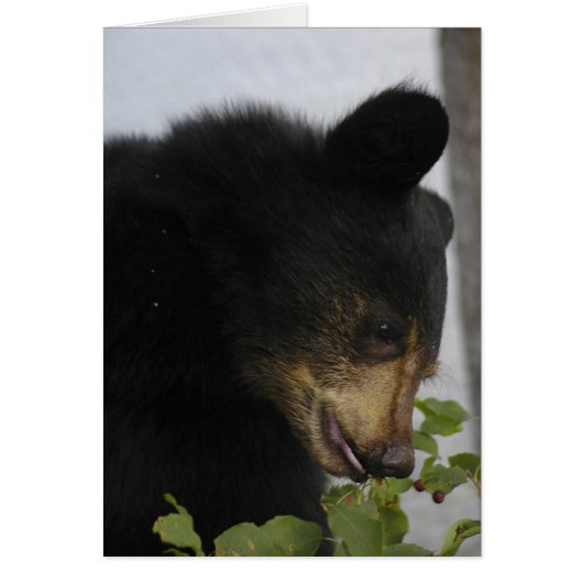 Cube d'ours noir (Devant)