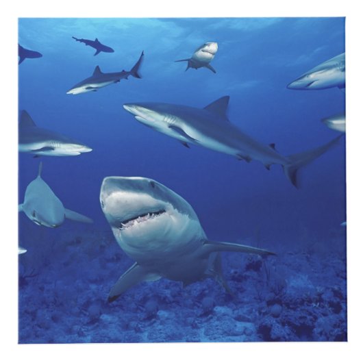 Cube en photo de requins (Droite)