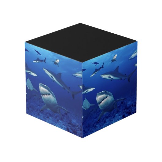 Cube en photo de requins (Angle arrière)