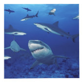 Cube en photo de requins (Devant)