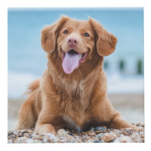 Cube photo commémorative de chien de compagnie (Devant)