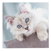 Cube Photo Personnalisé Chat Keepsaké Pet Photo (Devant)