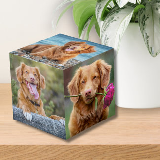 Cube Photo Photo Chien Chien Chien Chien Chien Chien Chien Ch