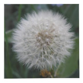 Cube Photo Semence Dandelion Fleur personnalisée (Devant)