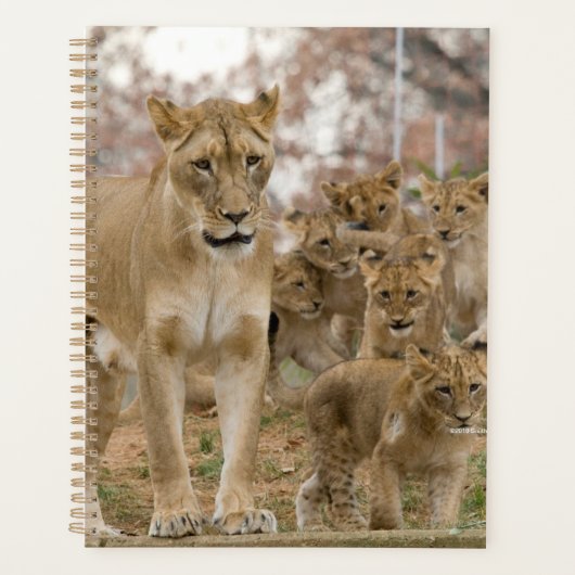 Cubes de Lion Africains avec mère (Devant)