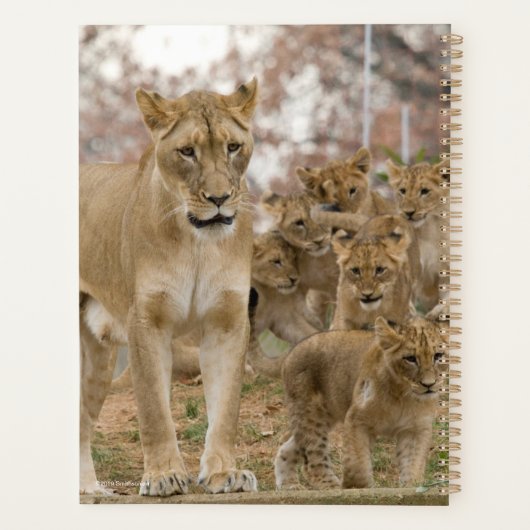 Cubes de Lion Africains avec mère (Dos)